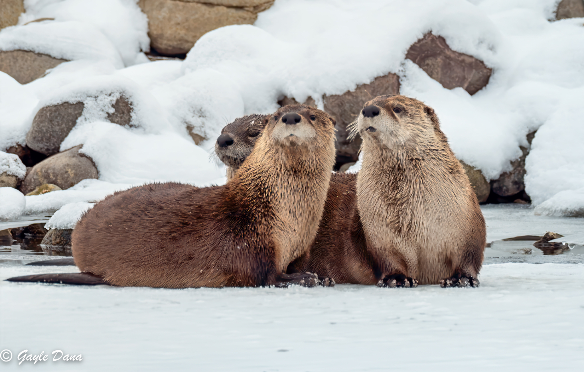 Otter trio 3